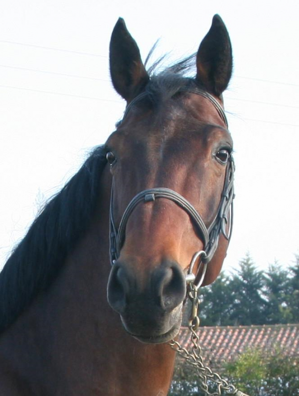Nabbuco